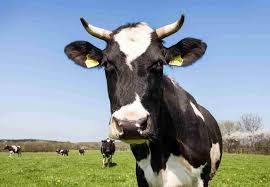 Cowpox is an infectious disease caused by the cowpox virus. Inekler Kac Gunde Dogum Yapar