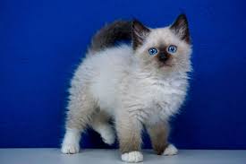 289 results for ragdoll kittens for sale. Pin On Rag Doll Cats For Sale