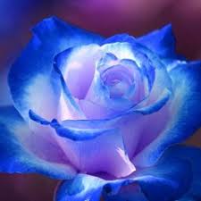 Image result for karangan bunga mawar biru