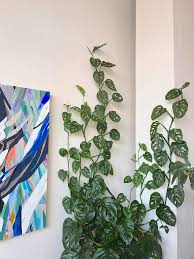 Monstera adansonii, the adanson's monstera, swiss cheese plant, or five holes plant, is a species of flowering plant from family araceae which is widespread across much of south america and central america. Plant Portrait Monstera Adansonii Leaf And Paw
