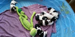 Our listings are from top breeders from around the country. Springer Spaniel Pets And Animals For Sale Minnesota