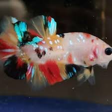 Ikan cupang atau ikan betta ini merupakan salah satu jenis ikan hias air tawar yang sangat terkenal. Jual Ikan Cupang Koi Galaxy Nemo Galaxy Ikan Cupang Hias Di Lapak Aviyatul Fikriyah Bukalapak