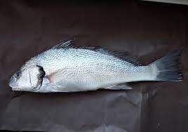 Maybe you would like to learn more about one of these? Umbrina Cirrosa Wikipedia