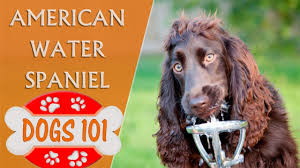 American water spaniels are very active dogs, and puppies should get plenty of playtime and other activity. Dogs 101 American Water Spaniel Top Dog Facts About The American Water Spaniel Youtube