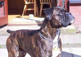 A brindle or reverse brindle pattern is seen in boxers, french bulldogs and corgis, as well as many other types of dogs. Flashy Brindle A00189857