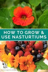 How To Grow Use Nasturtiums Nasturtium Growing Vegetables Edible Garden