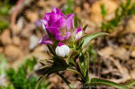 Image result for Polygala sparsiflora