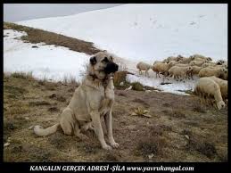Koyun Kopekleri Kangal Kopegi