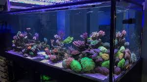 Ships free orders over $39. After The Coral Ban I Lost Everything Bbc News