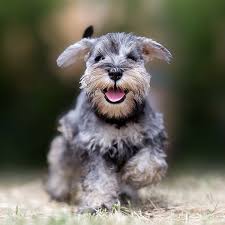 German dogs, schnauzers come in three sizes (giant, standard, and miniature) and were initially bred to catch rats and other pests outdoors. 1 Miniature Schnauzer Puppies For Sale In Columbus Oh