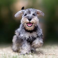 We did not find results for: Miniature Schnauzer Puppies For Sale In Texas
