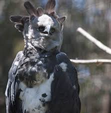 28 tahun lamanya, hingga patung garuda wisnu kencana tegak berdiri di desa ungasan, badung, bali. Mengenal Harpy Eagle Burung Elang Raksasa Sebesar Manusia Remaja Kumparan Com