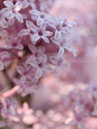 Dwarf Korean Lilac Lilac Flowers Flowers For Algernon Mallow Flower