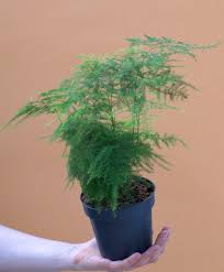 Image result for Asparagus pendulus