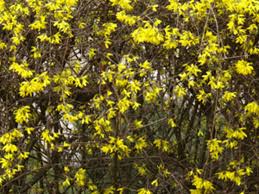 On january 17, 2017 march 29, 2018. Forsythia Alternatives Great Spring Flowering Shrubs Horticulture