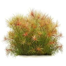 Image result for Pogostemon aquaticus