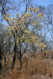 Image result for Dalbergia boehmii