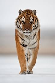 The Siberian Tiger Is The Biggest Cat On The Planet Males Can Weigh 50 Stone These Huge Predators Can Tolerat Buyuk Kediler Guzel Kediler Cok Sirin Hayvanlar