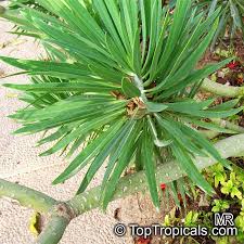 Image result for Kleinia