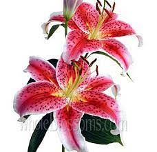 Golden stargazer oriental lilies are gorgeousgolden stargazer oriental lilies are gorgeous golden flowers that add fragrance to the mid to late summer garden. Stargazer Lily Lily Flower Lily Flowers Near Me Wholesale Flowers
