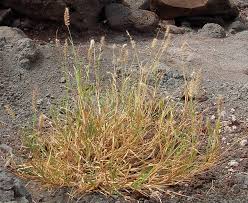 Image result for Cenchrus ciliaris