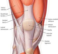 An interactive tutorial teaching the position, actions, innervation and attachments of the rectus femoris muscle with the aid of anatomical illustrations. Quadriceps Tendon Rupture Core Em