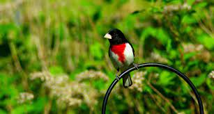 We did not find results for: How To Create Window Decals To Prevent Bird Collisions Audubon New York