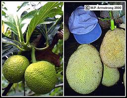 Mr thomas sent examples to the royal horticultural society's fruit identification service at rhs wisley. Jackfruit Breadfruit Osage Orange Mulberry Soursop Sugar Apple Cherimoya