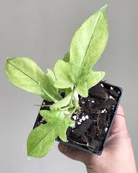 Philodendron Florida Ghost Philodendron Planting Flowers Plant Leaves
