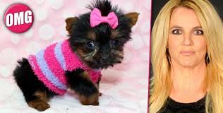 Shorkie shih tzu/yorkshire terrier mixed dog breed information, including pictures, characteristics, and facts. She S Got Expensive Taste Britney Spears Shops For New 5 000 Yorkie Puppy