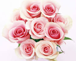 Mazzo rose rosa - Fiori a Gorizia consegna a domicilio