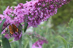 Wie sie sich selbst schnell einen ableger ziehen, erfahren sie hier. Der Sommerflieder Buddleja Davidii Wunderschone Pflanze