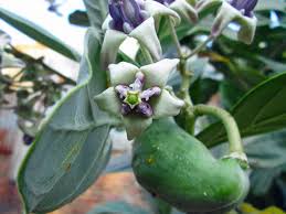 Image result for Calotropis gigantea
