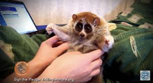 These gentle nocturnal animals like to cling to their moms while sleeping. Peter Egan Speaks Out Against Slow Loris Pet Trade In Viral Psa Video Uinterview