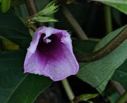 An updated version of this recipe appears in my cookbook, the ancestral table. Sweet Potato Flower Photo Flurries