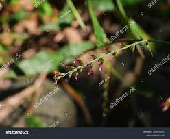 Image result for Oplismenus compositus