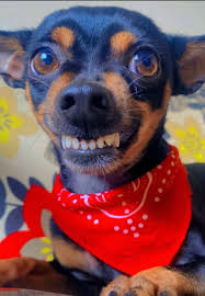 VÍDEO: Banho ou passeio? Pinscher enganado por tutor em MG fica  estressado e viraliza nas redes | Zona da Mata | G1