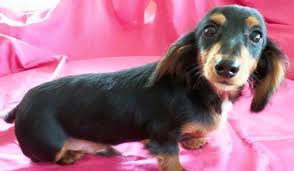 We did not find results for: Dapple Dachshund Puppy Pets And Animals For Sale Pennsylvania