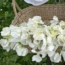 Image result for Lathyrus