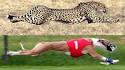 10 Fastest Dog Breeds in the World in 2020