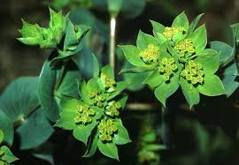 Image result for Bupleurum rotundifolium