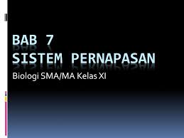 Pernyataan manakah yang paling benar tentang jaringan? Soal Biologi Kls Xi Sistem Pernapasan Jawabanku Id