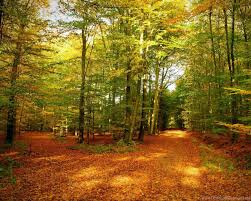 Find the best forest desktop background on wallpapertag. Gold Autumn Forest Wallpaper Desktop Hd Wallpapers Download Free Desktop Background