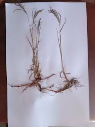 Image result for Digitaria abyssinica