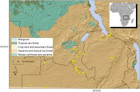 Image result for Uvaria tanzaniae