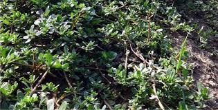 Ma ciò non toglie che possiate. Portulaca Erba Spontanea Da Riconoscere E Coltivare Odc