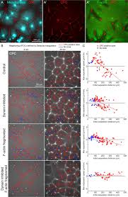Maybe you would like to learn more about one of these? Co Movement Of Astral Microtubules Organelles And F Actin By Dynein And Actomyosin Forces In Frog Egg Cytoplasm Elife