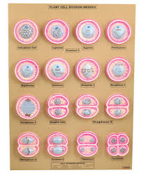 16 Plant Cell Division Meiosis Model Mounted On 24 X18 Basedefault Title Cell Division Biology Lessons Science Cells