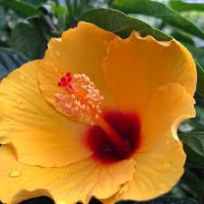 Image result for Hibiscus kirkii