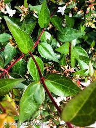 I recommend a fall planting in warmer climates. Glossy Abelia Plant Resources Home Ttu